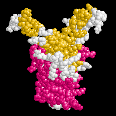 IHF from E. coli