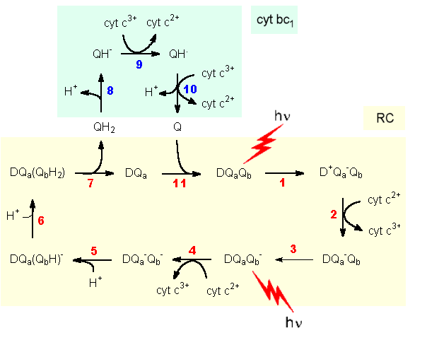 quinone cycle