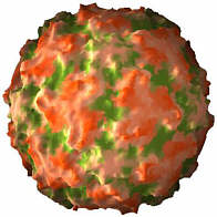 rhinovirus