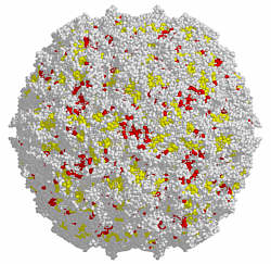 poliovirus