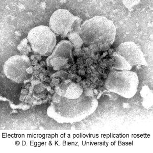 replication rosette